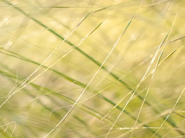 416064 - Feather grass (Stipa capillata)