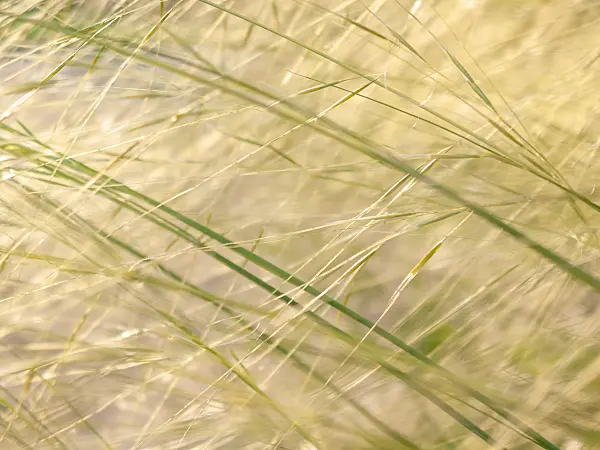 416065 - Feather grass (Stipa capillata)