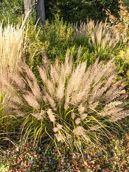 464102 - Feather reed grass (Calamagrostis arundinacea var. brachytricha syn. Achnatherum brachytricha)