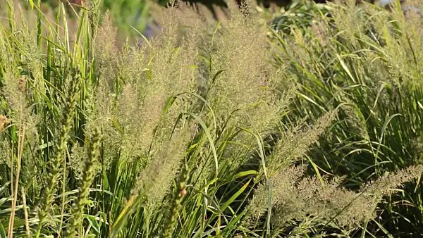 500060 - Feather reed grass (Calamagrostis arundinacea var. brachytricha syn. Achnatherum brachytricha)