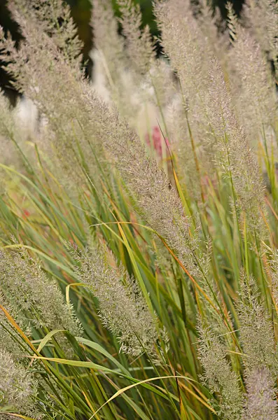 549052 - Feather reed grass (Calamagrostis arundinacea var. brachytricha syn. Achnatherum brachytricha)