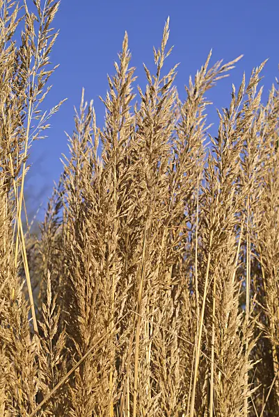 551016 - Feather reed grass (Calamagrostis arundinacea var. brachytricha syn. Achnatherum brachytricha)