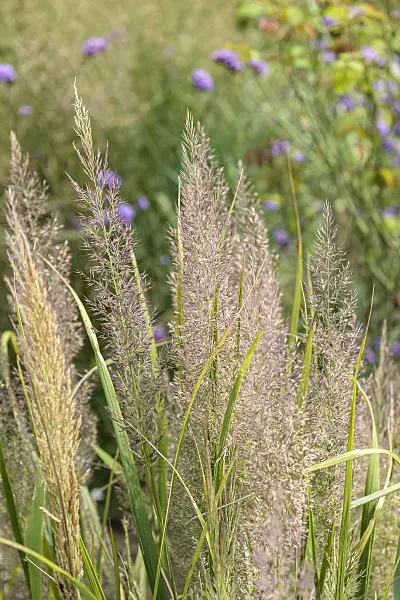 575033 - Feather reed grass (Calamagrostis arundinacea var. brachytricha syn. Achnatherum brachytricha)