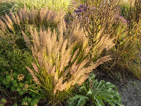 464093 - Feather reed grass (Calamagrostis arundinacea var. brachytricha syn. Achnatherum brachytricha) and mullein (Verbascum)