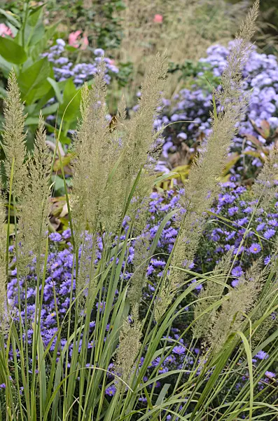 560024 - Feather reed grass (Calamagrostis arundinacea var. brachytricha syn. Achnatherum brachytricha) and asters (Aster)