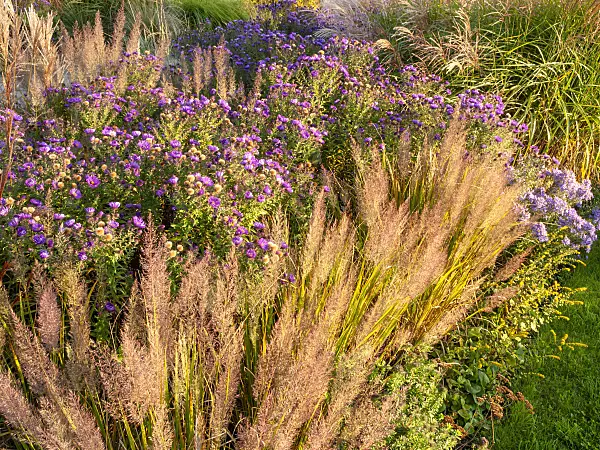 464092 - Feather reed grass (Calamagrostis arundinacea var. brachytricha syn. Achnatherum brachytricha) and aster (Aster)