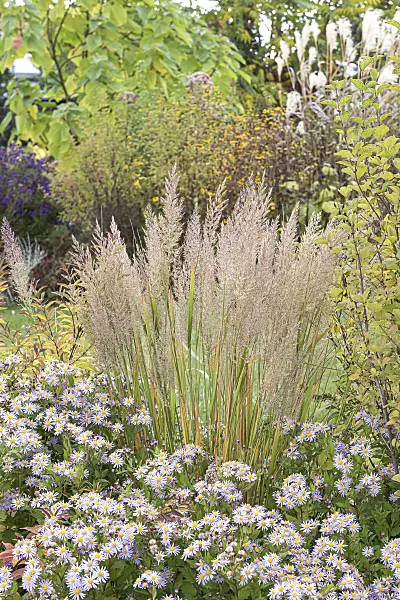 651130 - Feather reed grass (Calamagrostis arundinacea var. brachytricha syn. Achnatherum brachytricha) and aster (Aster ageratoides 'Asran')
