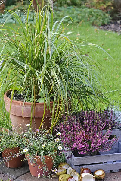 479040 - Feather reed grass (Calamagrostis arundinacea var. brachytricha syn. Achnatherum brachytricha), Latin American fleabane (Erigeron karvinskianus) and common heather (Calluna vulgaris) in pots