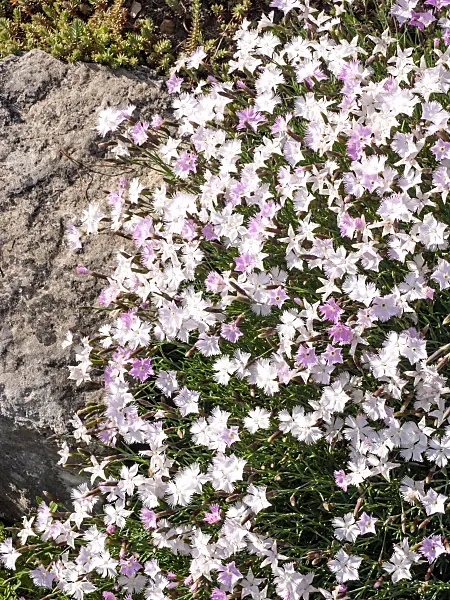 460154 - Feathered pink (Dianthus plumarius)