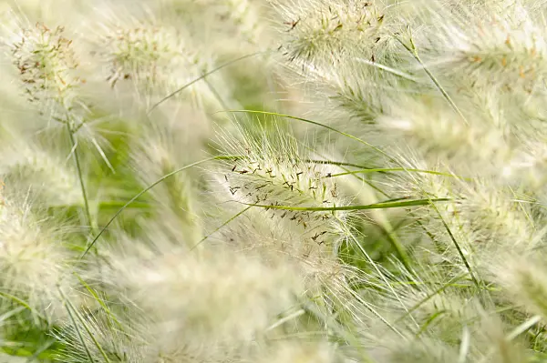 475064 - Feathertop grass (Pennisetum villosum)