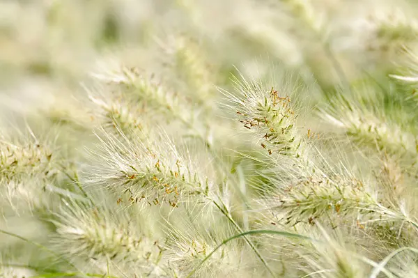 475065 - Feathertop grass (Pennisetum villosum)