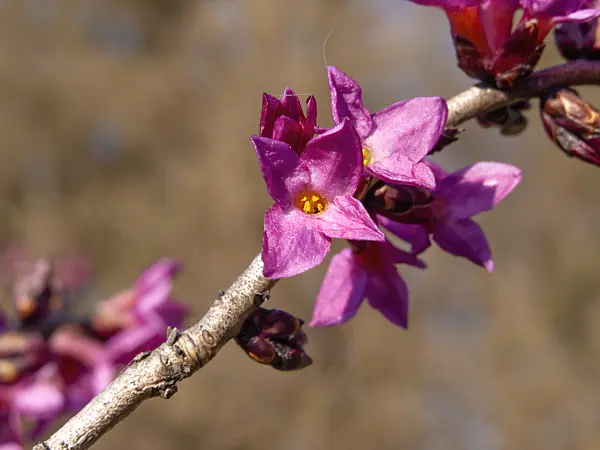 423016 - February daphne (Daphne mezereum)