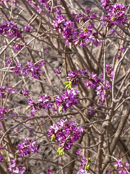 436134 - February daphne (Daphne mezereum)