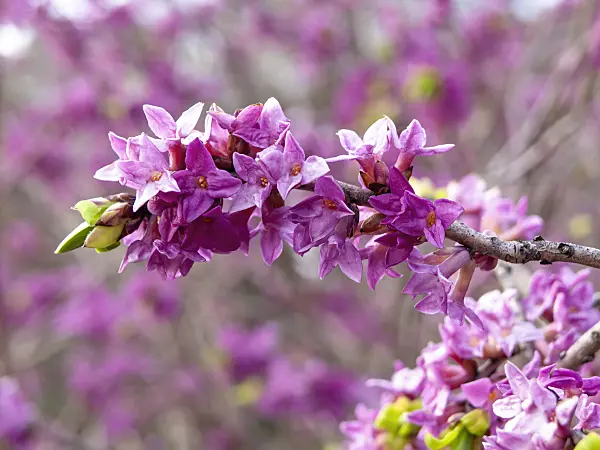 436208 - February daphne (Daphne mezereum)