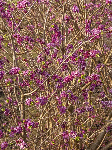 436210 - February daphne (Daphne mezereum)