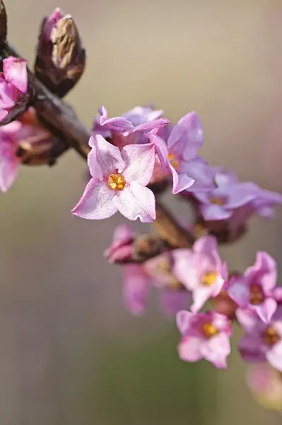 470051 - February daphne (Daphne mezereum)