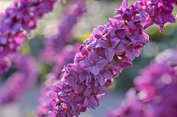 470107 - February daphne (Daphne mezereum)
