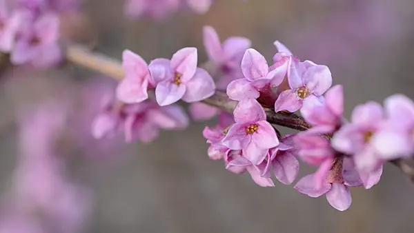 494103 - February daphne (Daphne mezereum)