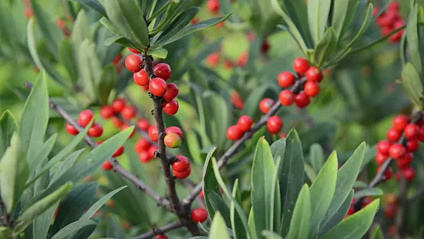 497194 - February daphne (Daphne mezereum)