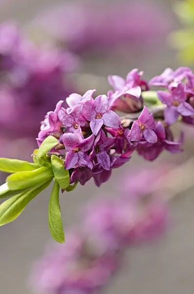 519073 - February daphne (Daphne mezereum)
