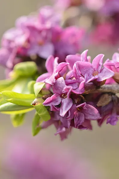 519074 - February daphne (Daphne mezereum)