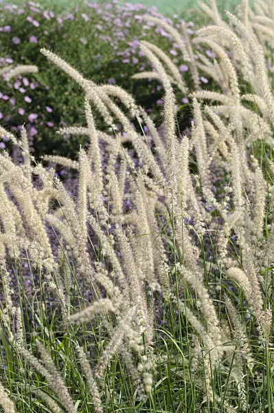 476216 - Federborstengras (Pennisetum orientale)