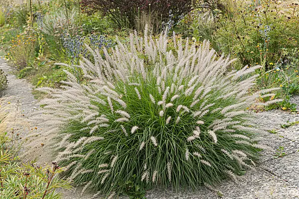 664290 - Federborstengras (Pennisetum orientale)