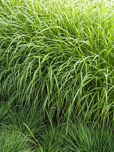 461084 - Federborstengras (Pennisetum setaceum)