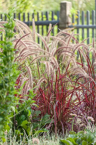 675271 - Federborstengras (Pennisetum setaceum 'Fireworks')