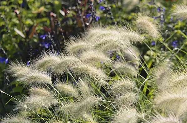 571081 - Federborstengras (Pennisetum villosum)
