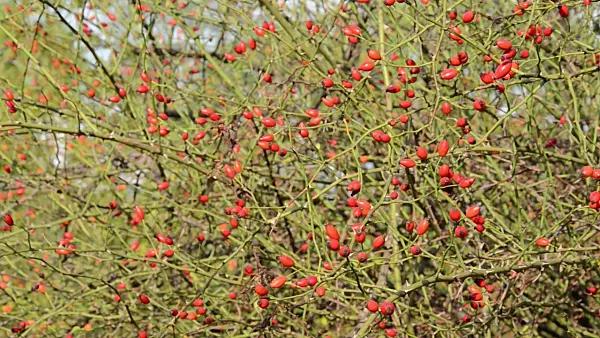 500129 - Feldrose (Rosa agrestis)