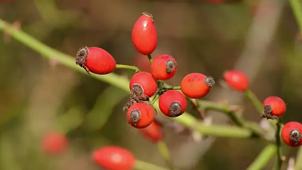 500130 - Feldrose (Rosa agrestis)