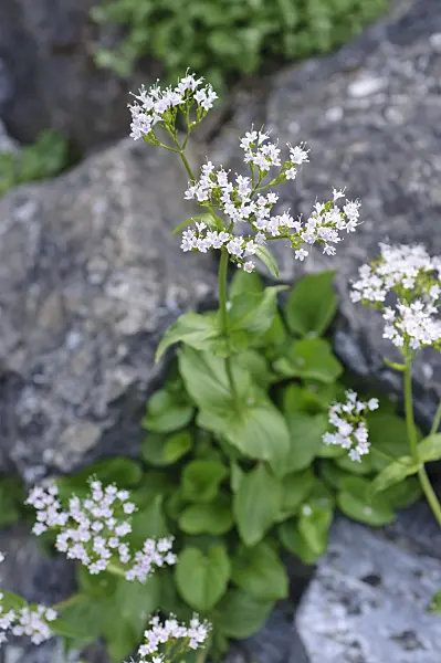 472124 - Felsenbaldrian (Valeriana saxatilis)