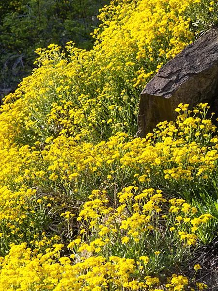 448026 - Felsensteinkraut (Aurinia saxatilis syn. Alyssum saxatile)