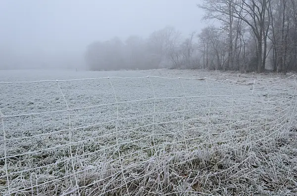 563019 - Fenced field with hoar frost