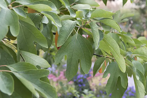 635157 - Fenchelholzbaum (Sassafras albidum)
