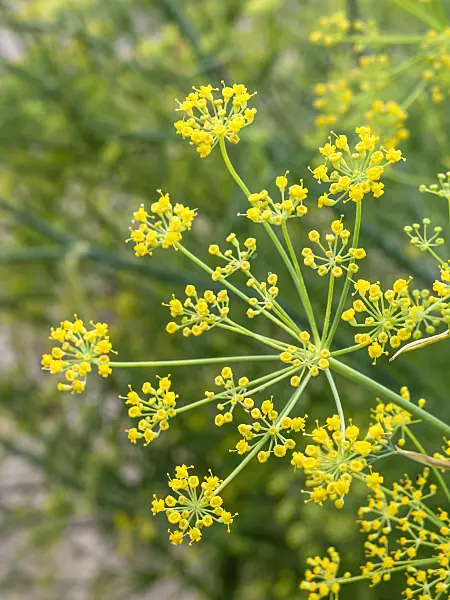 427239 - Fennel (Foeniculum vulgare)