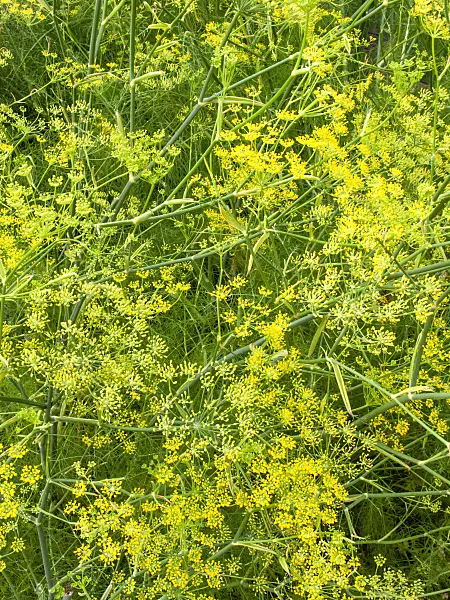 427240 - Fennel (Foeniculum vulgare)