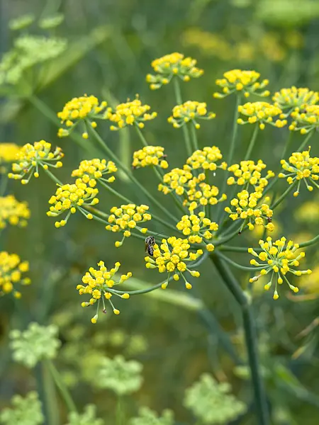 462195 - Fennel (Foeniculum vulgare)