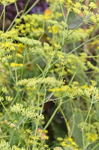 488109 - Fennel (Foeniculum vulgare)