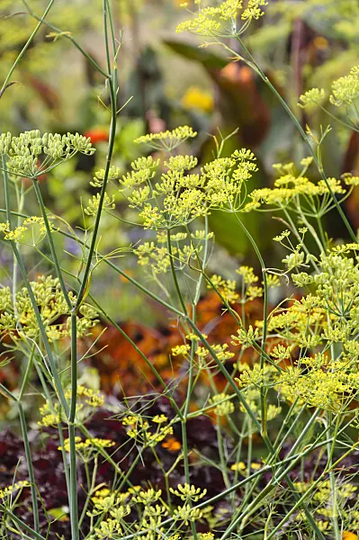 488112 - Fennel (Foeniculum vulgare)