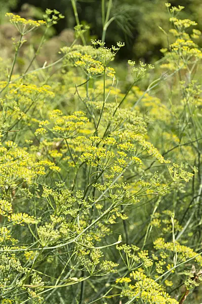 511109 - Fennel (Foeniculum vulgare)