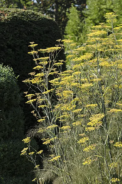 534444 - Fennel (Foeniculum vulgare)