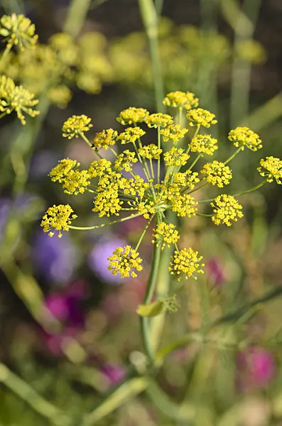 548061 - Fennel (Foeniculum vulgare)