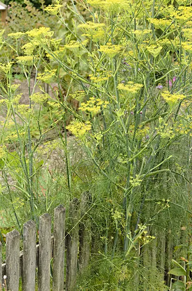 571043 - Fennel (Foeniculum vulgare)