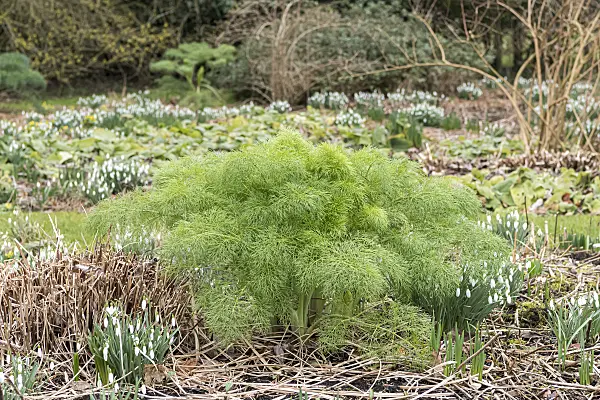 651273 - Fennel (Foeniculum vulgare)