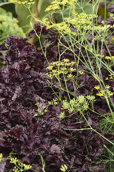 488110 - Fennel (Foeniculum vulgare) and beefsteak plant (Perilla frutescens var. nankinensis)