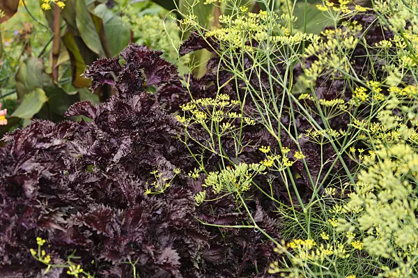 488111 - Fennel (Foeniculum vulgare) and beefsteak plant (Perilla frutescens var. nankinensis)