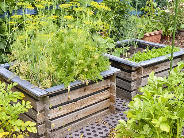 523260 - Fennel (Foeniculum vulgare) in raised beds