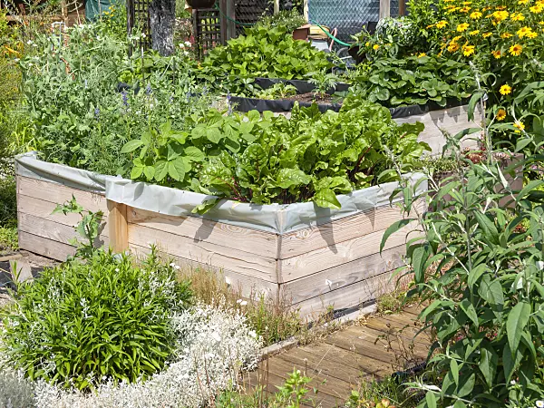 523261 - Fennel (Foeniculum vulgare) in raised beds with a board construction
